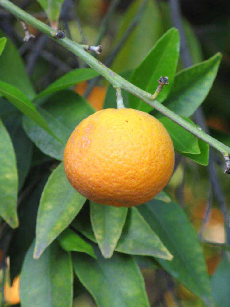            Fruit (Riverside, CA)   